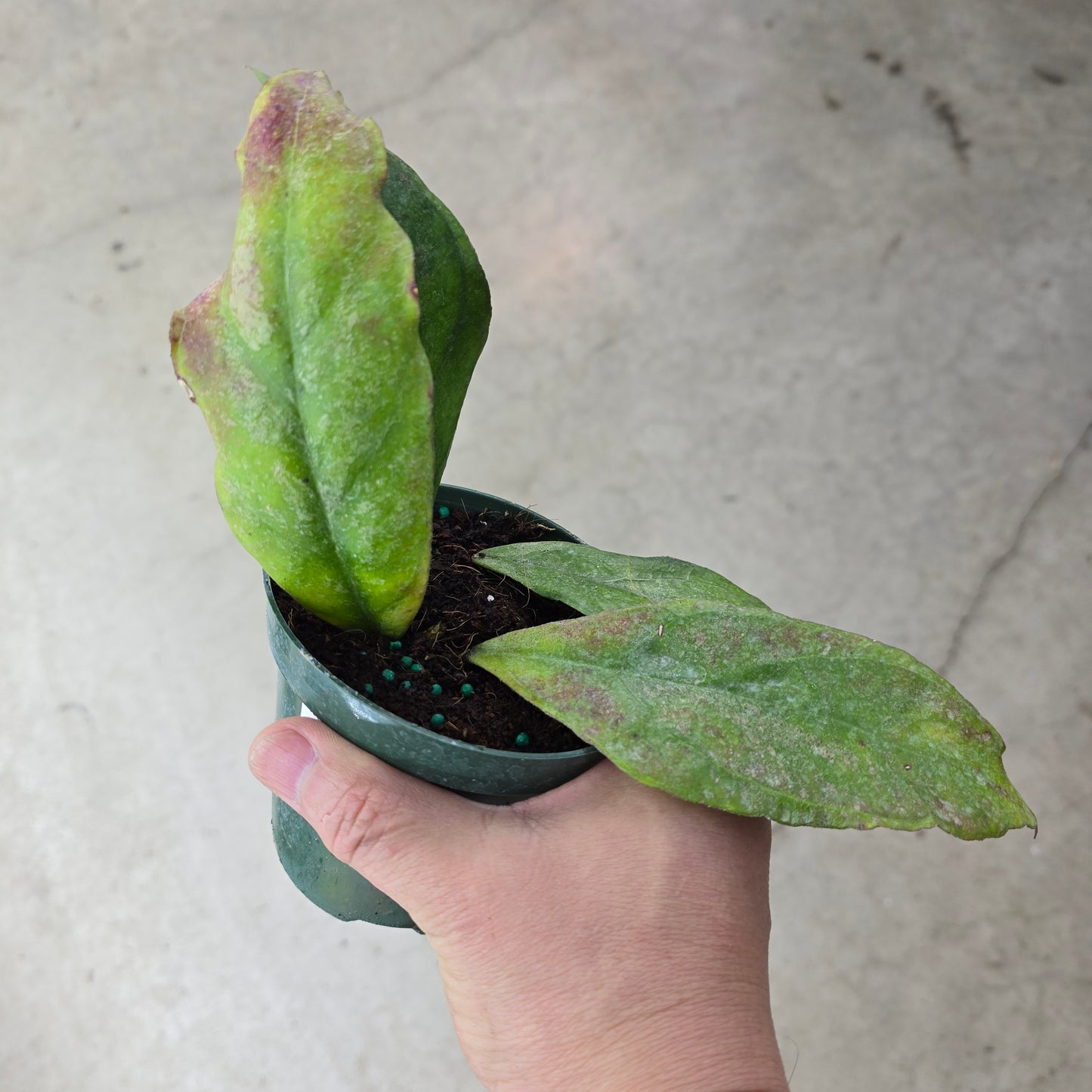 Hoya finlaysonii 'Chicken Farm' - 4"