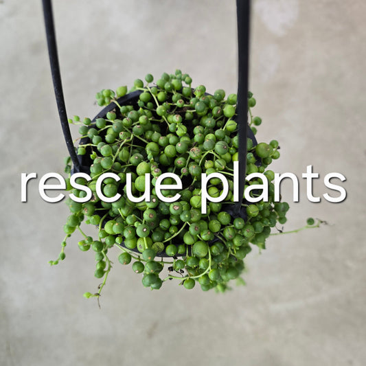 String of pearls - 4" HB (rescue)