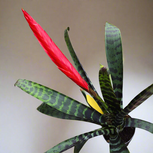 Bromeliad Vriesea  splendens - 4"