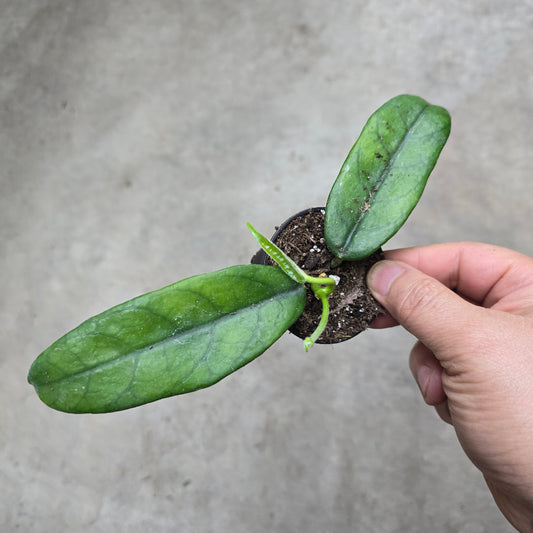 Hoya globulosa - 2"