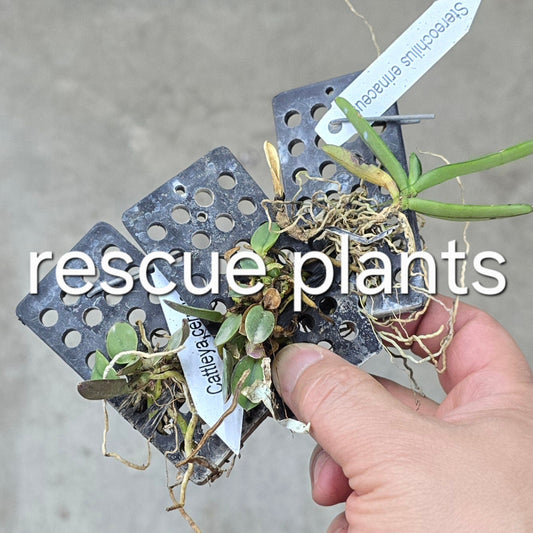 Assorted Mini Orchids - Rescue