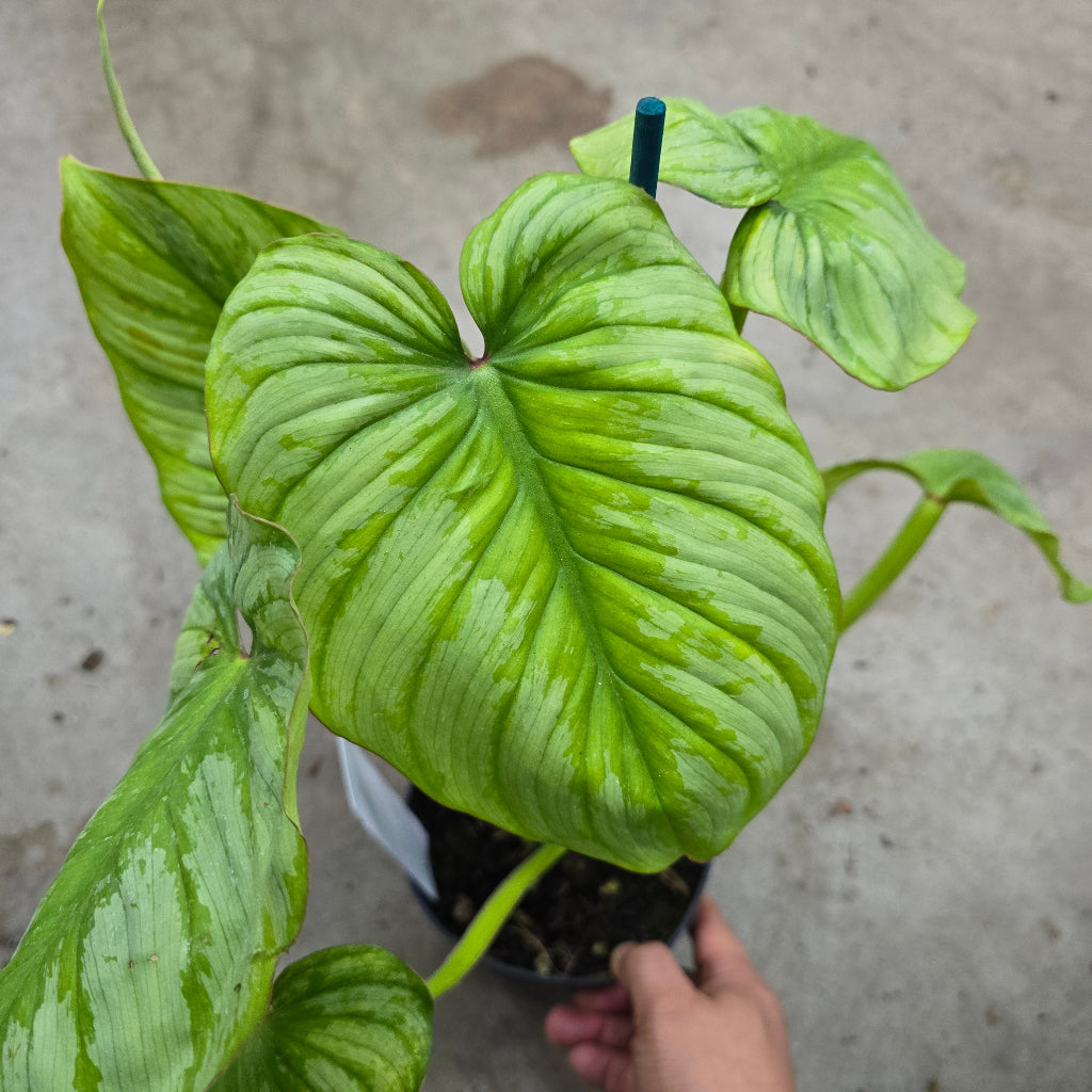 Philodendron plowmanii - 6