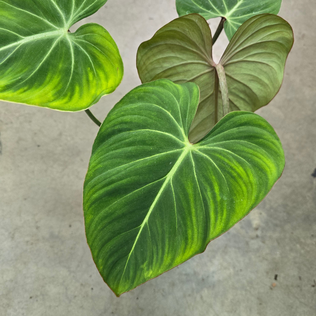 Philodendron gloriosum - 6"
