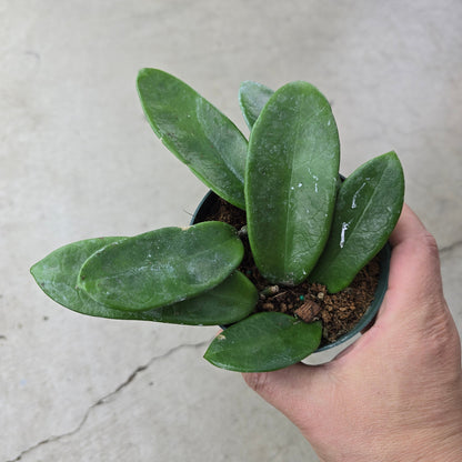 Hoya meliflua - 4"