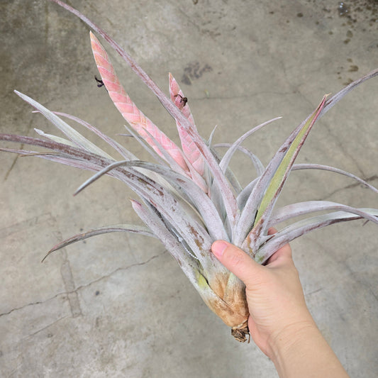 T. Chiapensis (9 years old)