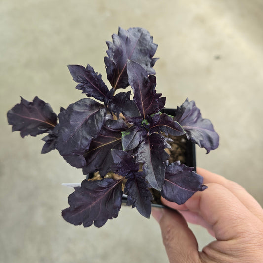 Basil - Purple Ruffles