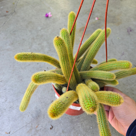 Cleistocactus winteri -  6" HB