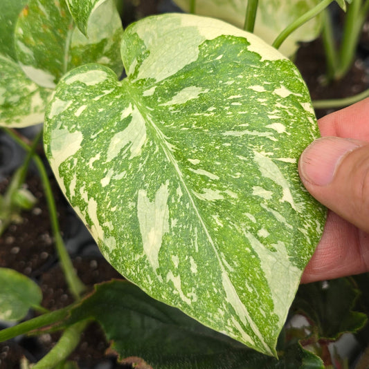 Monstera deliciosa 'Thai Constellation' - 2" (HV)