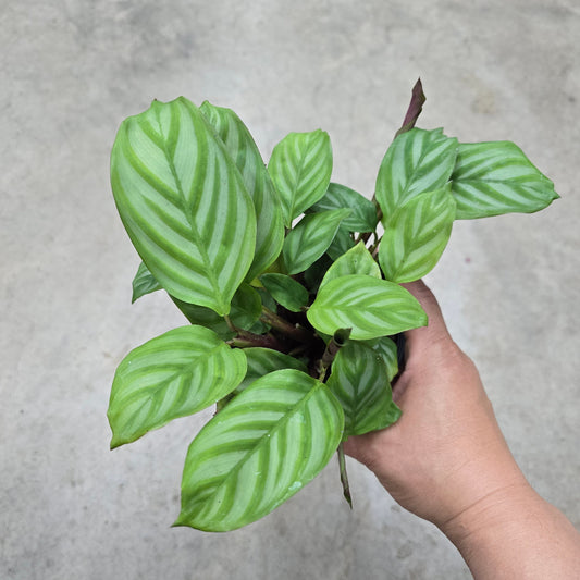 Ctenanthe oppenheimiana - 4"