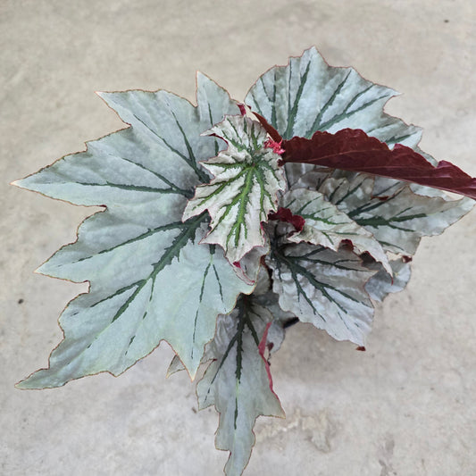 Begonia 'Looking Glass' - 6"