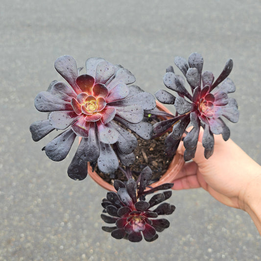 Aeonium arboreum 'schwarzkopf' - 6"