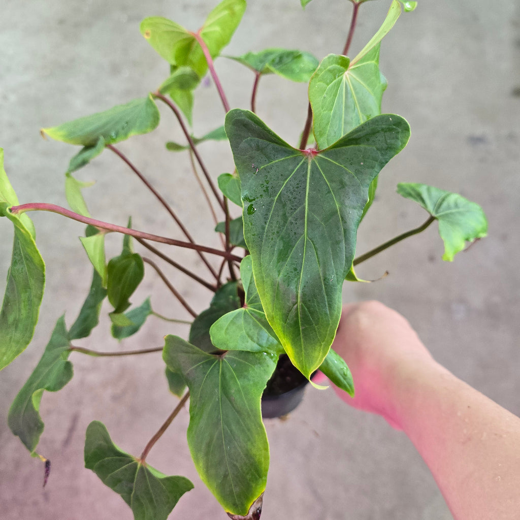 Anthurium Sp