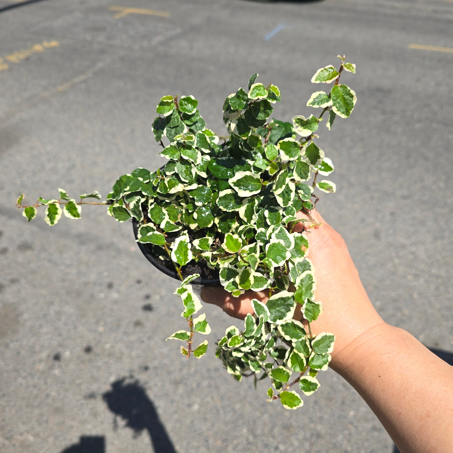 Ficus pumila 'Variegata' - 4"