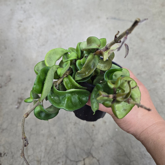 Hoya carnosa compacta - 4" (PROMO)