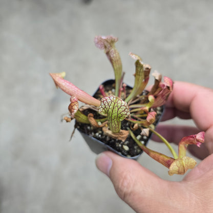Sarracenia 'Velvet'  2"