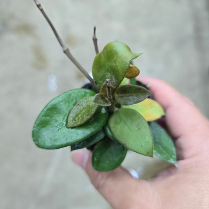 Hoya 'Chouke' - 2"