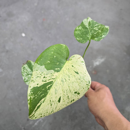Monstera White Monster - 6"