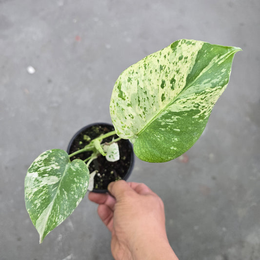 Monstera White Monster - 4"