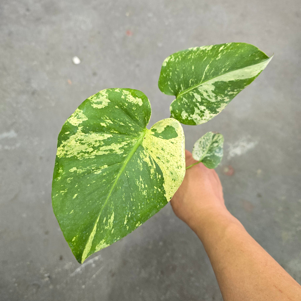 Monstera White Monster - 6"