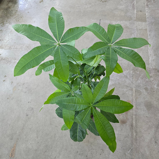 Pachira aquatica - 6" braid