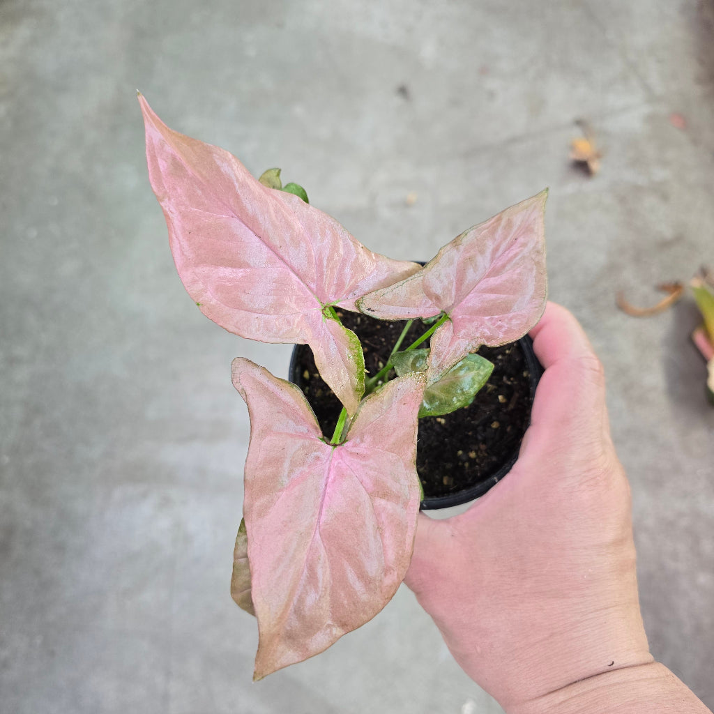 Syngonium 'Pink' - 4"