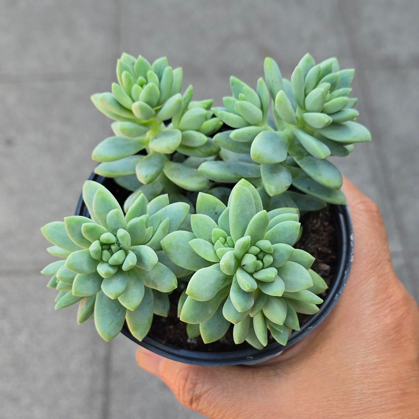 Sedum 'Blue Brazil' - 4"
