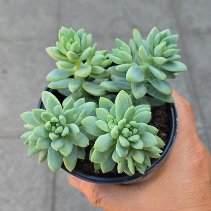 Sedum 'Blue Brazil' - 4"