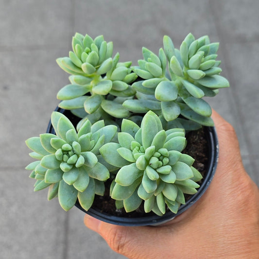 Sedum 'Blue Brazil' - 4"