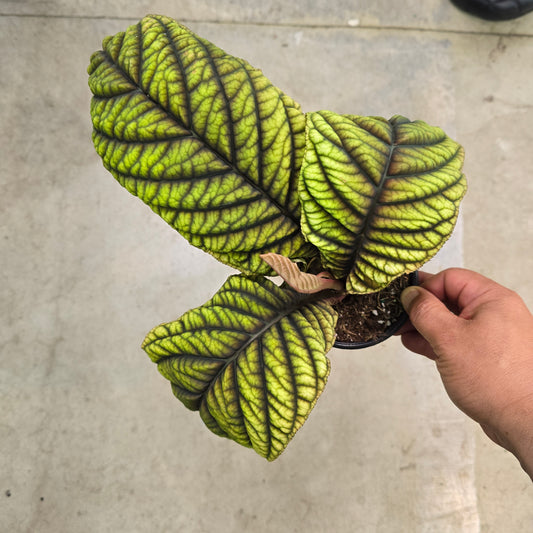Ardisia 'Cool Fire' - 4"