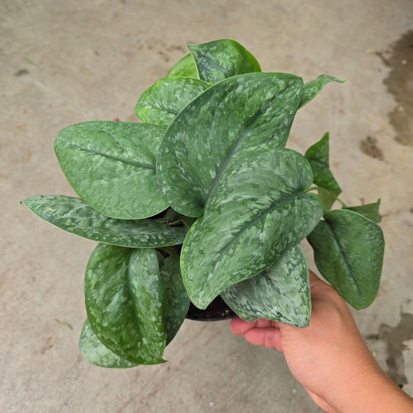 Scindapsus 'Mount Salak' - 6"