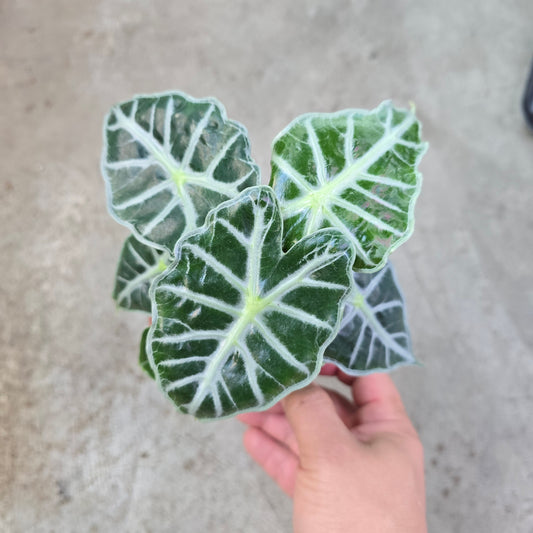 Alocasia 'Parasol' - 2"