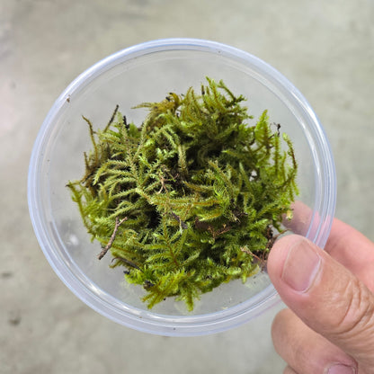 Moss - Assorted