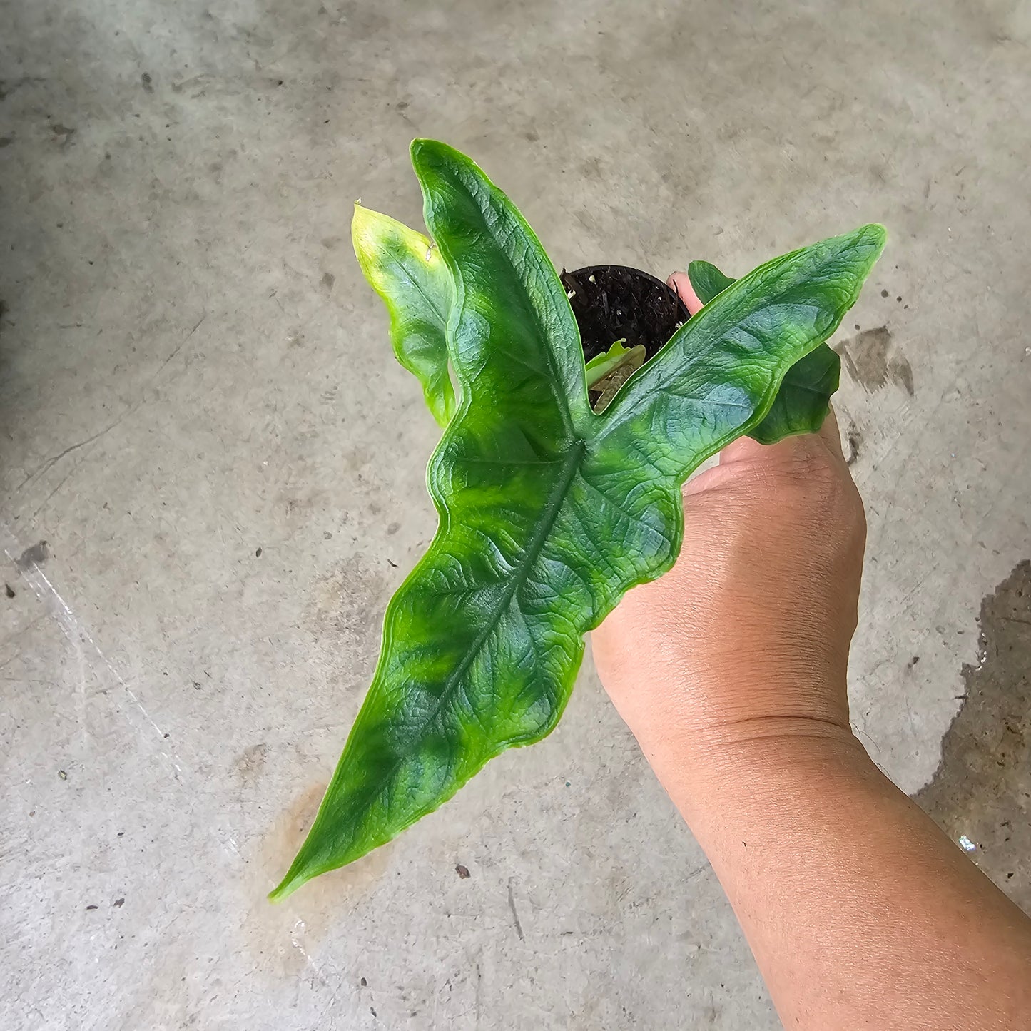Alocasia tandurusa - 2"