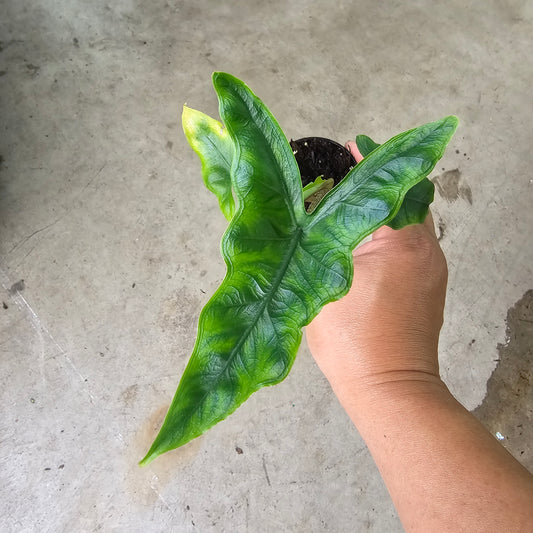 Alocasia tandurusa - 2"