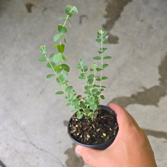 Tropical Eucalyptus - 4"