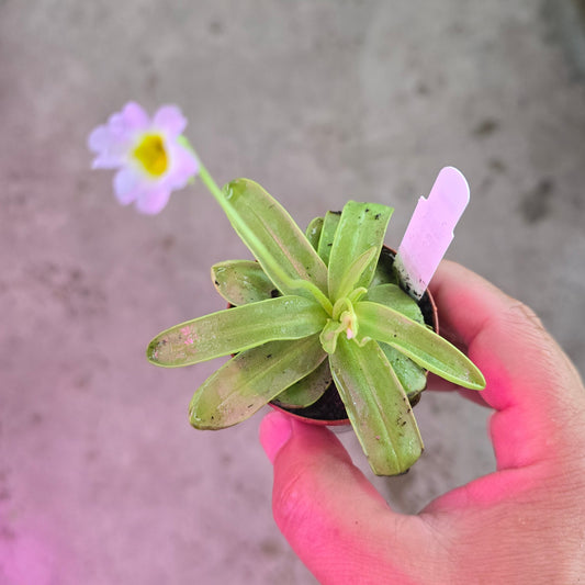 Pinguicula primuliflora - 2"