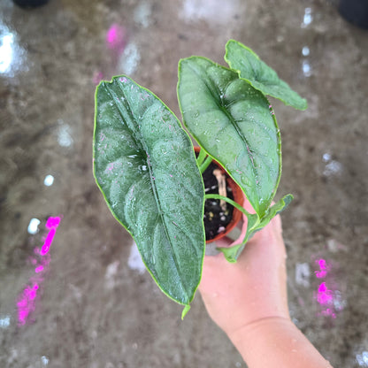 Alocasia Puncak Borneensis - 4"