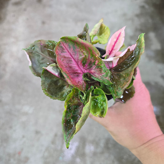 Syngonium 'Strawberry Ice' - 4"