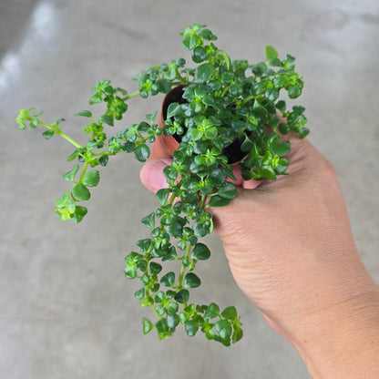 Pilea depressa (Baby Tears) -2"