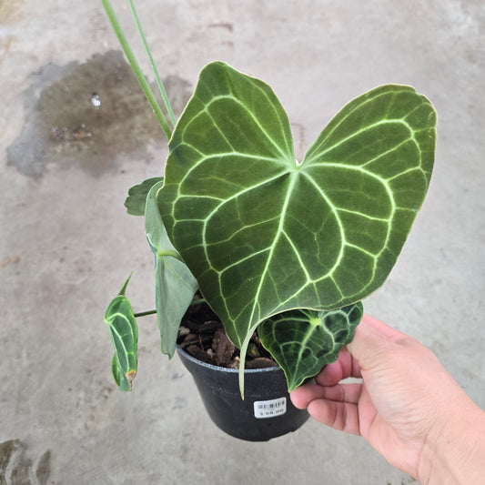 Anthurium clarinervium - 6"
