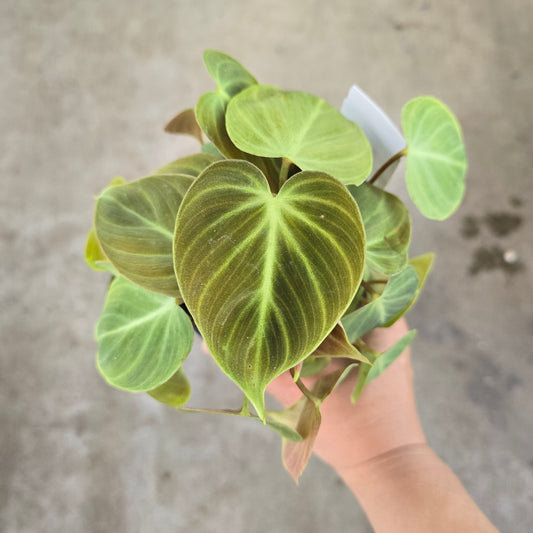 Philodendron rubrijuvenile 'El Choco Red' - 4"
