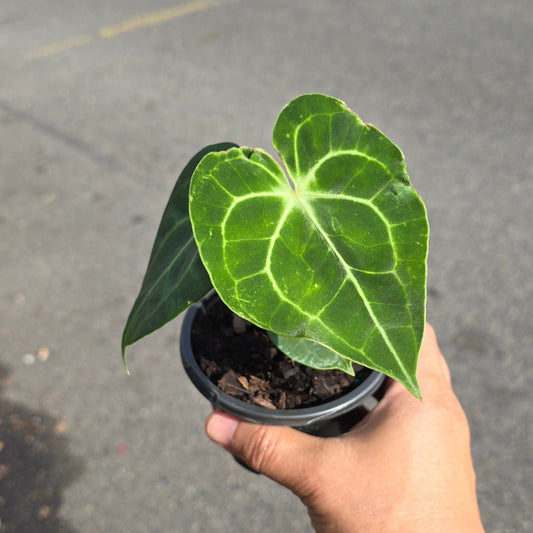 Anthurium King of  Clarinervium - 4"