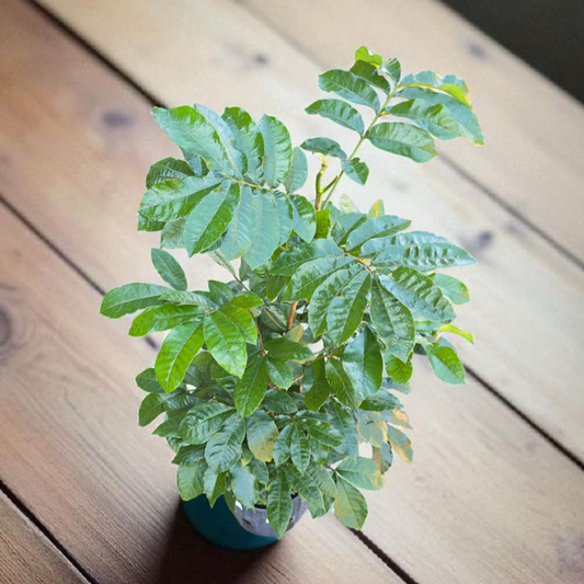 Trichilia dregeana - 10"