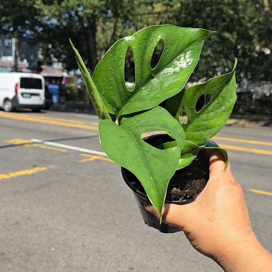 Rhaphidophora pertusa - 4"
