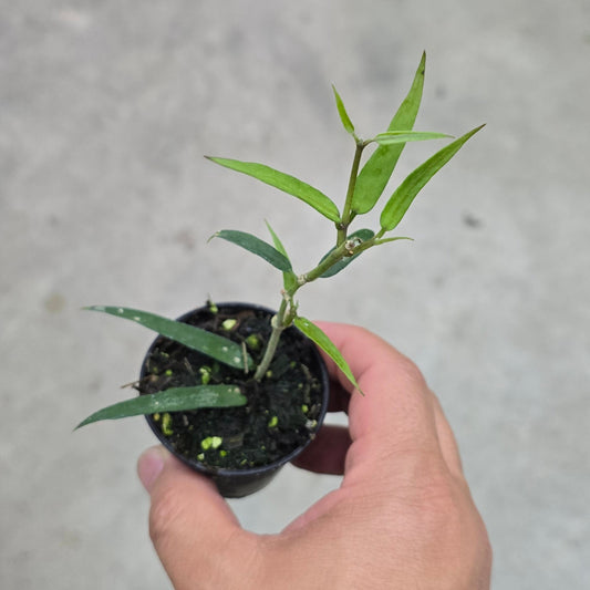 Hoya burmanica - 2"