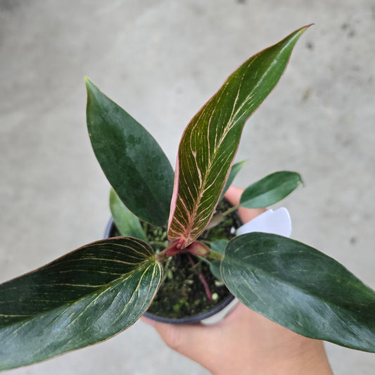 Philodendron 'Birkin Pink' - 4"