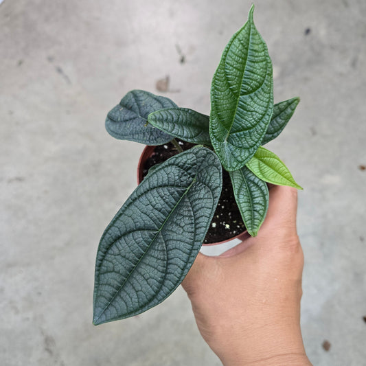 Piper parmatum - 4"