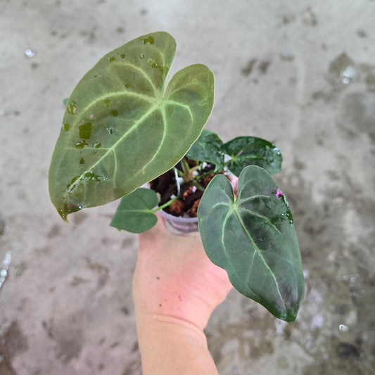 Anthurium hoffmannii X - 2"