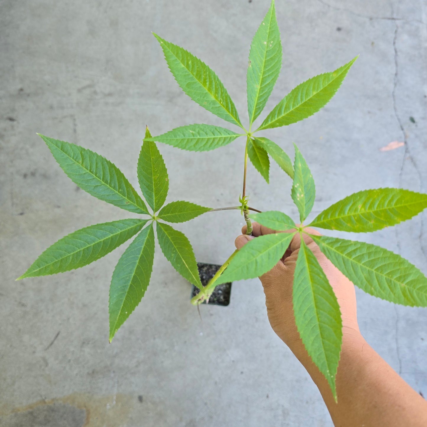 Ceiba speciosa - 4"