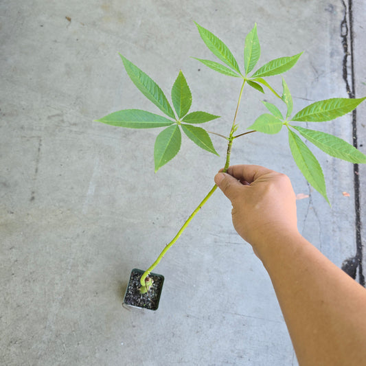 Ceiba speciosa - 4"